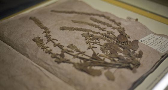 Pliego del herbario con una 'Stachys maritima' recolectada en el Portal de Mar de Barcelona que se puede ver en la exposición.