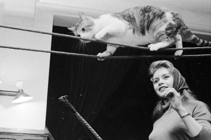 Lucha de bellezas: Brigitte Bardot y un gato. ¡Apueste por una!