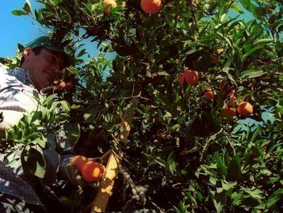 Un trabajador del sector agrario recogiendo naranjas. 