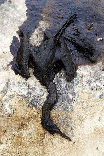 Una garza muerta en la laguna contaminada de Arganda del Rey.