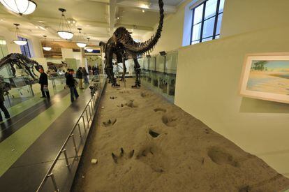 Esqueletos de dinosaurios en el American Museum of Natural History de Nueva York.
