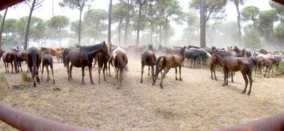 Un aspecto de la Saca de las Yeguas, en el paraje de la Pasa del Chivo.