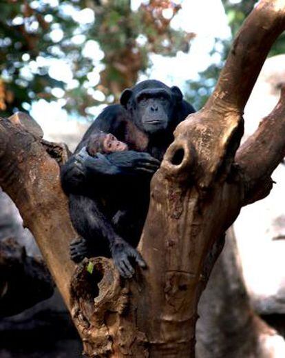 Un chimpancé y su cría en el Zoo de Barcelona.