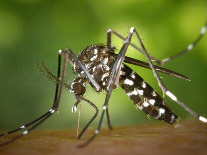 Un mosquito tigre en plena succión.