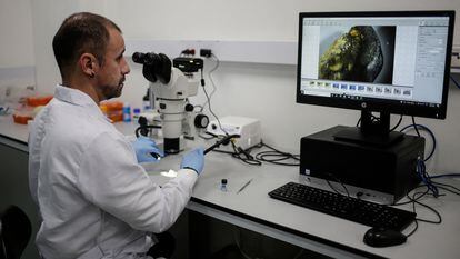 Palaeontologist Edwin Cadena uses a microscope to observe a shark fossil in Bogot�, on June 9, 2022. - A new species of shark with flat teeth that lived millions of years ago has been identified for the first time in northeastern Colomtiburóbia from numerous fossils, one of the researchers in charge of the discovery told AFP. (Photo by Juan Pablo Pino / AFP)