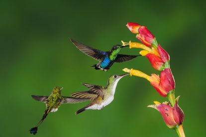 Tres colibríes libando de una flor en un bosque de los alrededores de Mindo (Ecuador).