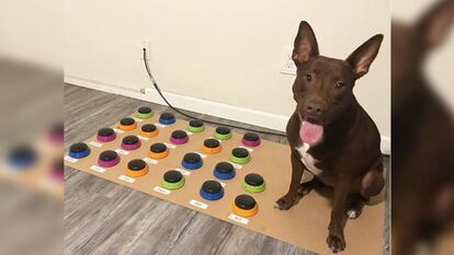Foto de 'Stella' publicada por su dueña en Instagram. En vídeo, grabación donde se muestra al perro accionando un sistema de botones.