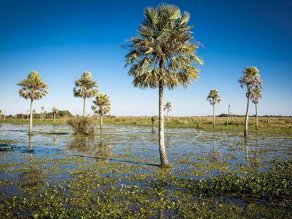 Un paisaje clásico
de los Esteros,
las zonas pantanosas 
de la provincia
de Corrientes,
al noroeste
de Argentina.