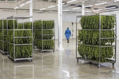 Los trabajadores deshojan las plantas hasta dejar solo la flor.