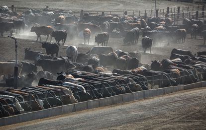Macrogranja de vacas en California, el pasado mes de mayo.