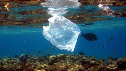 Un pez nada cerca de una bolsa de plástico en un arrecife de coral en la costa del Mar Rojo de la ciudad Naama Bay (Egipto). 