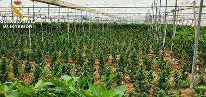 Plantación de marihuana con más de 2.000 plantas desmantelada por la Guardia Civil en Sanlúcar de Barrameda (Cádiz) el pasado 23 de marzo.