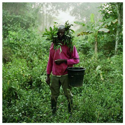 Paul Ankomah, recolector de miel salvaje, Techiman District, Ghana.