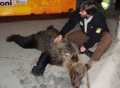 Un guarda de la patrulla de la Fundación Oso Pardo, junto al animal muerto atropellado en una autovía en la provincia de León.