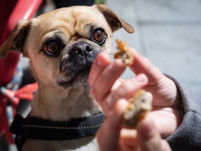 Los premios son un incentivo para educar y consentir a tu mascota.