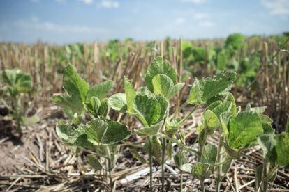 "Cultivar soja es más fácil que jugar en el lodo", reza un proverbio argentino. Capitanich dice que tiene que agradecer a los pesticidas por eso. 