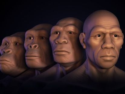 De izquierda a derecha, reconstrucci&oacute;n de la cara de australopiteco, &#039;Homo habilis&#039;, &#039;Homo erectus&#039; y &#039;Homo sapiens&#039;