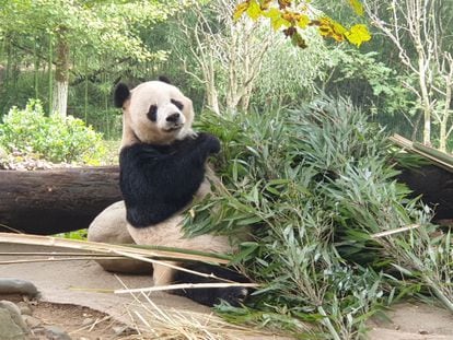Un oso panda se alimenta de bambú en la reserva de Dujiangyan.