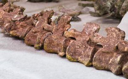 Serie de vértebras de la la cola de un saurópodo halladas en Cuenca.