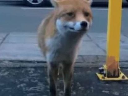 Un joven descubrió al animal en la ciudad y se acercó para grabarlo, pero acabó sin cartera