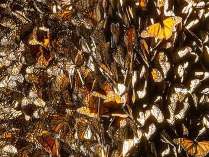 Mariposas monarca en los bosques de México. / ARCHIVO CONANP