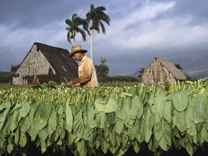 Un plantación de tabaco en Viñales, en la provincia de Pinar del Río (Cuba).