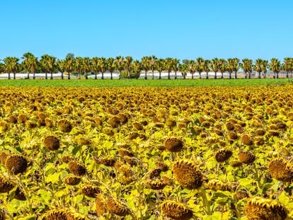 Cultivo de girasol en Rota (Cádiz) a mediados de julio de 2023.