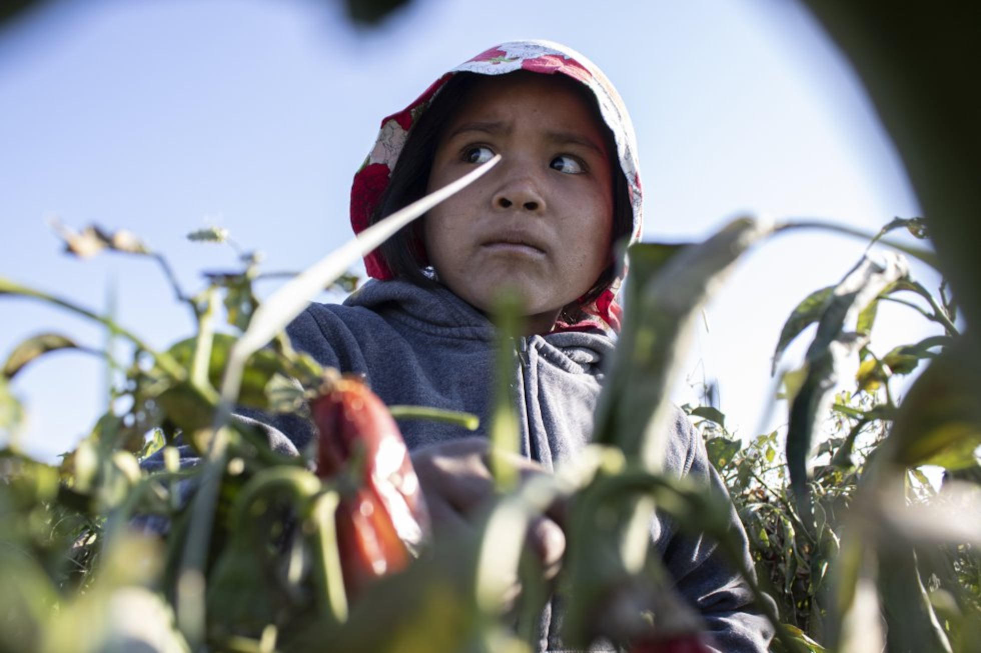 Explotación infantil Niños indígenas rarámuri que trabajan de sol a sol