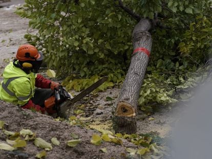 Un operario tala un árbol, este lunes en el a la altura del número 51 del paseo de Yeserías de Madrid.