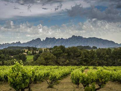 Viñedos en el Penedès.