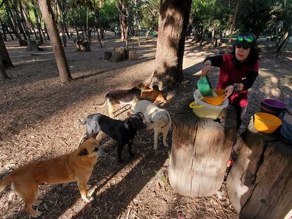 Aurea Magaña rodeada de algunos de los perros que cuida en el bosque de Nativitas, el 26 de febrero.