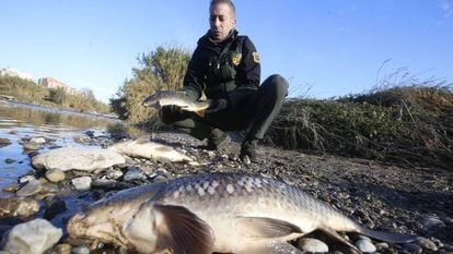 Peixos morts en l'abocament al riu Besòs, el desembre del 2019.