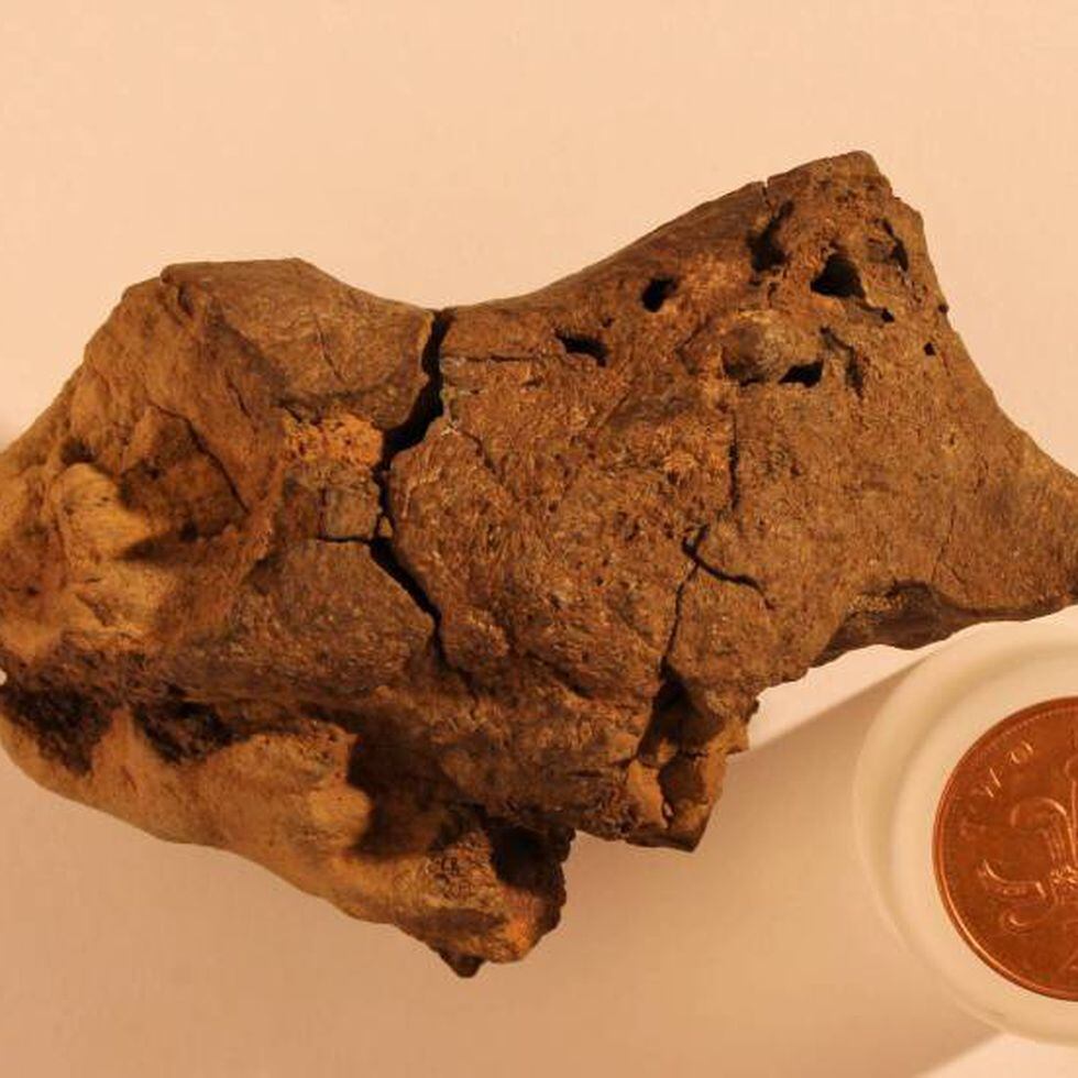Hallan restos del cerebro fosilizado de un dinosaurio | Ciencia | EL PAÍS