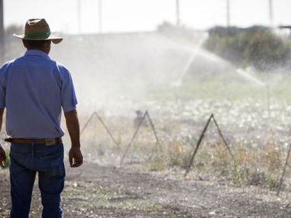 Un agricultor en uno de los regad&iacute;os de la zona de Nueva Jarilla, en Jerez. 