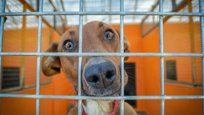 Uno de los 63 perros de la protectora Alba.