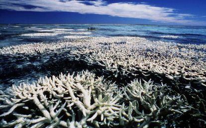 Ejemplares de la Gran Barrera de Coral de Australia.