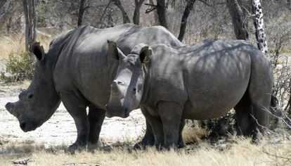 Una hembra de rinoceronte blanco y su cría, en el parque nacional Matopo (Zimbabue). A ambos ejemplares les han cortado el cuerno principal.