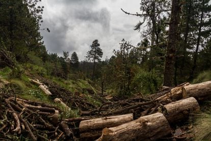 Trees felled in a forest in the state of Mexico.