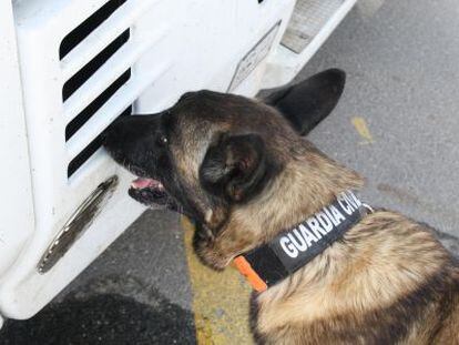 Un gu&iacute;a canino inspecciona el cami&oacute;n que atropell&oacute; al ciclista.