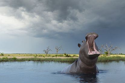 Botsuana es uno de los países más caros para ir de safari, especialmente en las épocas de máxima afluencia. Pero quien esté dispuesto a soportar grandes aguaceros podrá conseguir verdaderos chollos cuando la mayoría de los turistas vuelven a casa. Al periodo entre noviembre y abril, la época de lluvias, se lo conoce, eufemísticamente, como la estación verde.