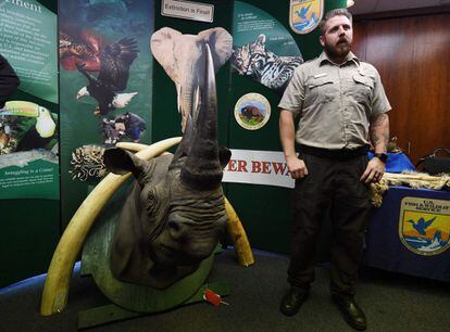 Un agente del Servicio de Pesca y Vida Salvaje de Estados Unidos, junto a colmillos de elefante y cuernos de rinoceronte incautados a las mafias. 