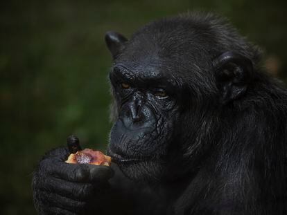 Un chimpancé come fruta helada en el zoo de Barcelona este jueves.