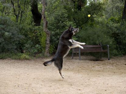 Un gos juga en un parc de Barcelona. 