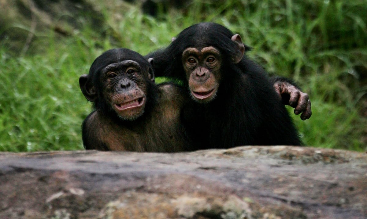 Los niños y los chimpancés pueden aprender socialmente, como los humanos |  Ciencia