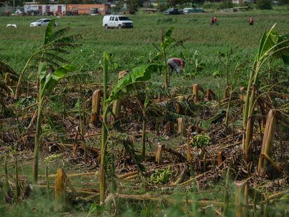 Plantíos de plátano dañados tras el huracán 'Fiona' en Guánica (Puerto Rico).