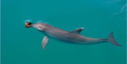 Una hembra de delfín mular con una esponja en el hocico.