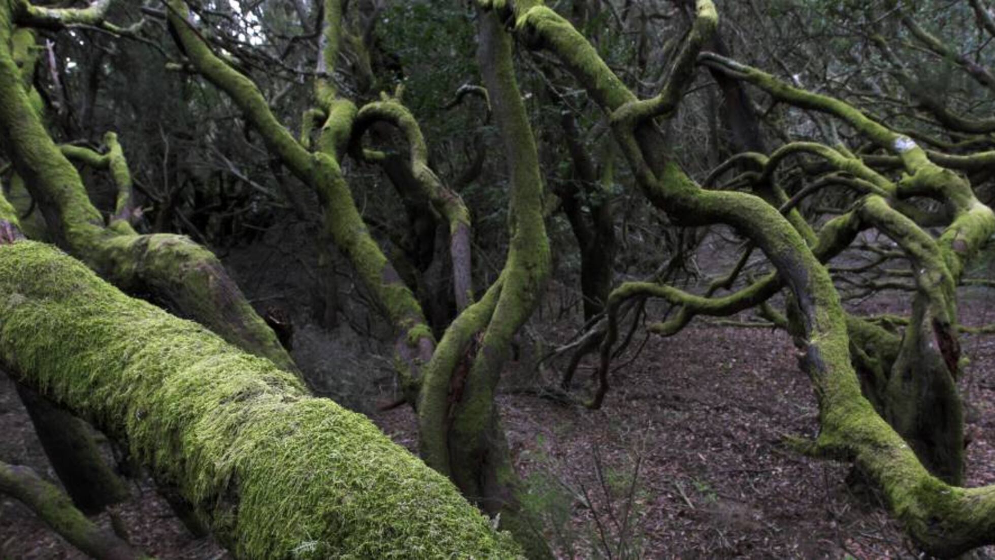 Los Pequeños Seres del Bosque/ Historias de Duendes Reales 