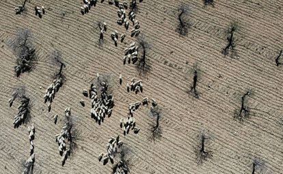 Un rebaño de ovejas segureñas pastando, vista desde el cielo.