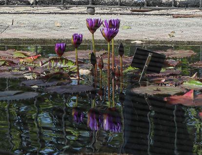 Vista de las flores del estanque oval.