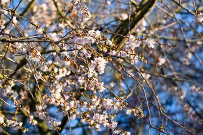 Flores de cerezo en Jasne Blonia, en la ciudad polaca de Szczecin, el martes, en unas jornadas marcadas por temperaturas suaves en la zona. 
